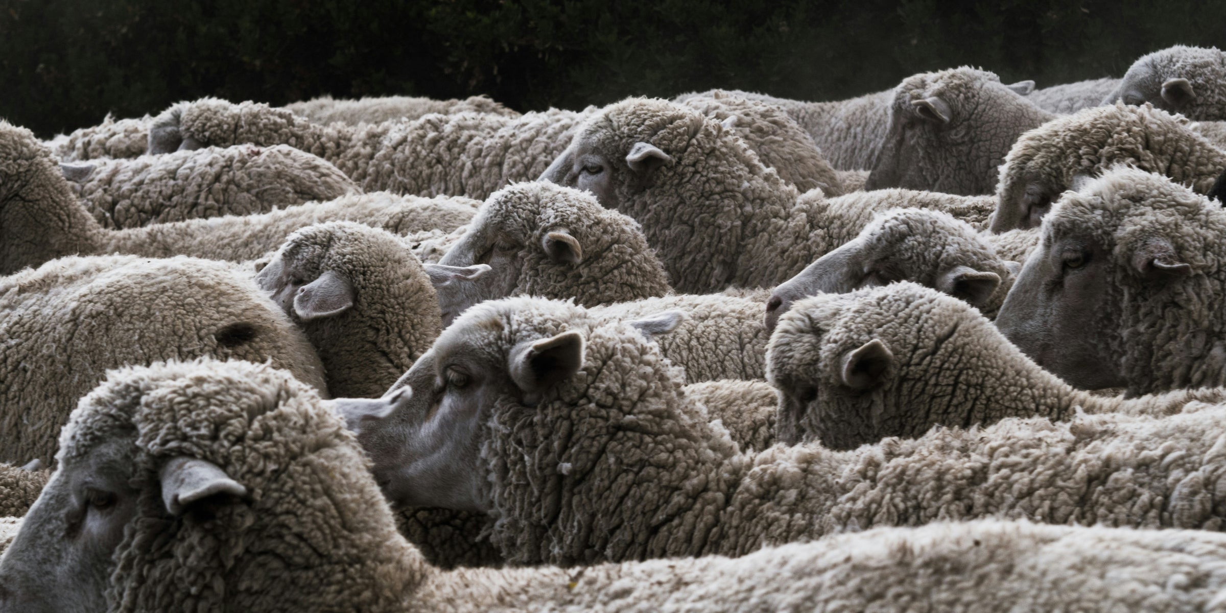 Soft, light and ecological: the virtues of merino wool in detail