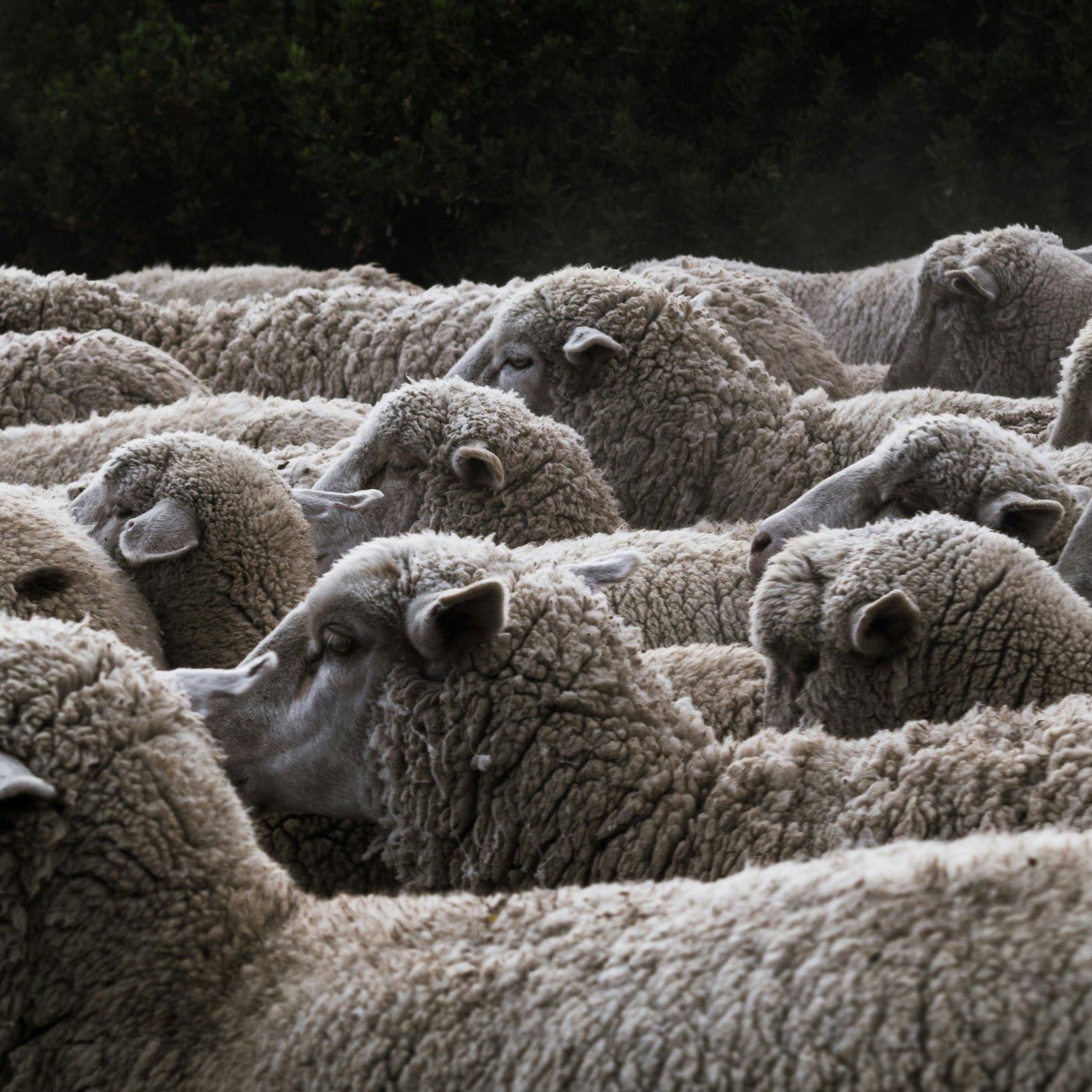 Soft, light and ecological: the virtues of merino wool in detail